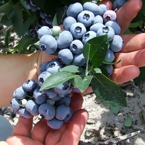 Magasbokrú áfonya 'Hannah's Choice